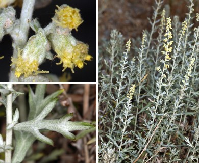 Artemisia ludoviciana