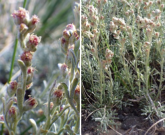 Artemisia pedatifida