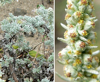 Artemisia pycnocephala