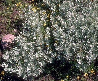 Artemisia rigida