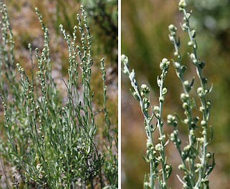 Artemisia rothrockii