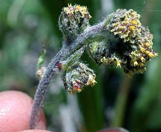 Artemisia scopulorum