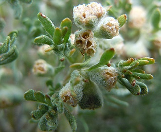 Artemisia spinescens