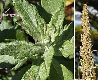 Artemisia suksdorfii