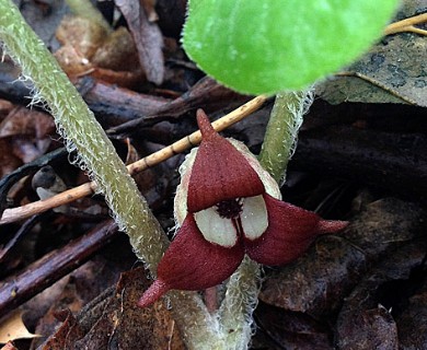 Asarum canadense