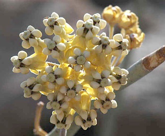 Asclepias albicans