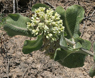 Asclepias arenaria