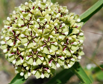 Asclepias asperula