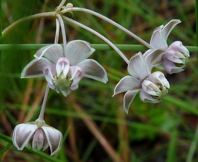 Asclepias cinerea