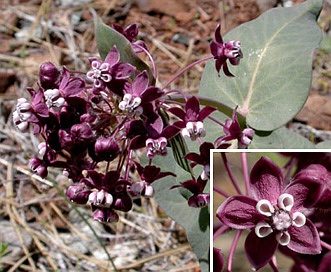 Asclepias cordifolia