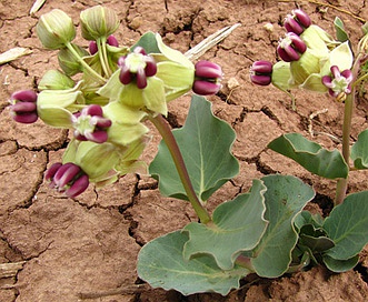 Asclepias cryptoceras