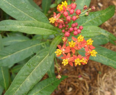 Asclepias curassavica