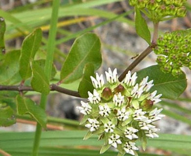 Asclepias curtissii