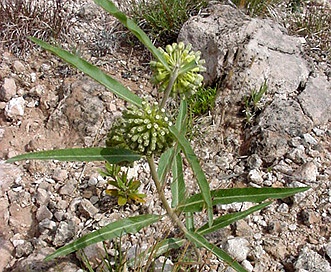 Asclepias engelmanniana