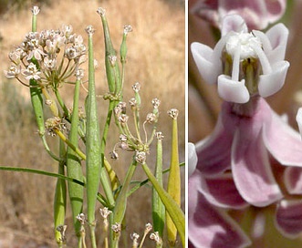 Asclepias fascicularis