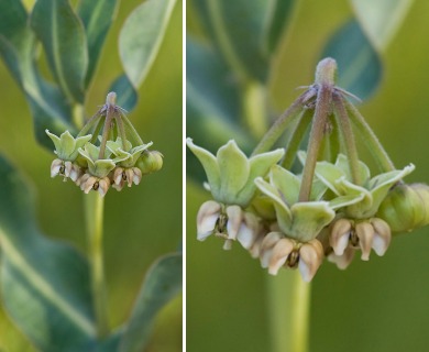 Asclepias glaucescens