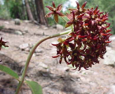 Asclepias hypoleuca