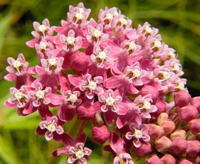 Asclepias incarnata