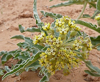 Asclepias involucrata