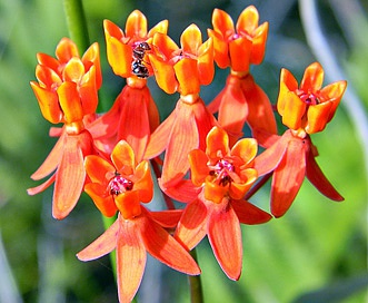 Asclepias lanceolata