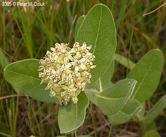 Asclepias lanuginosa