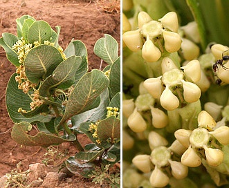 Asclepias latifolia