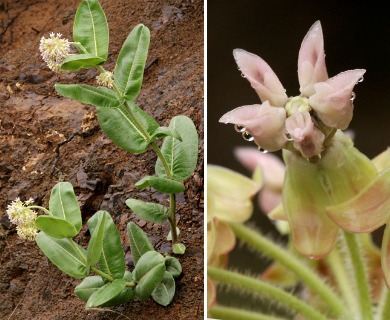 Asclepias lemmonii