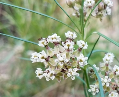 Asclepias linearis