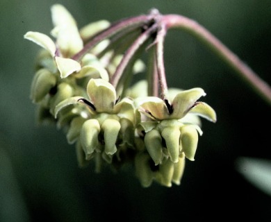 Asclepias meadii