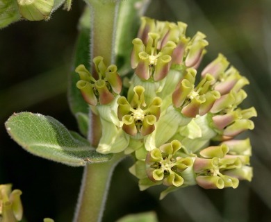 Asclepias obovata