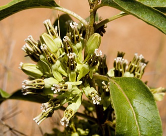 Asclepias oenotheroides