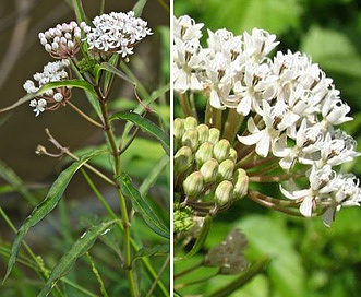 Asclepias perennis