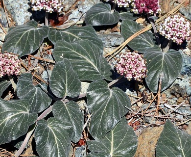 Asclepias solanoana