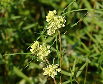 Asclepias stenophylla