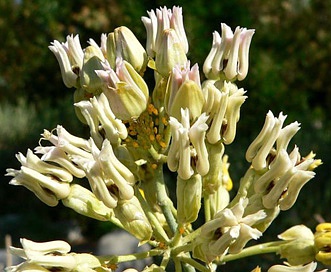 Asclepias subulata