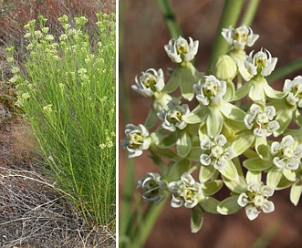 Asclepias subverticillata