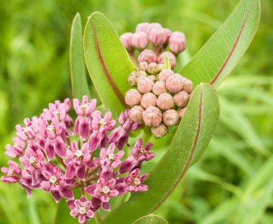 Asclepias sullivantii