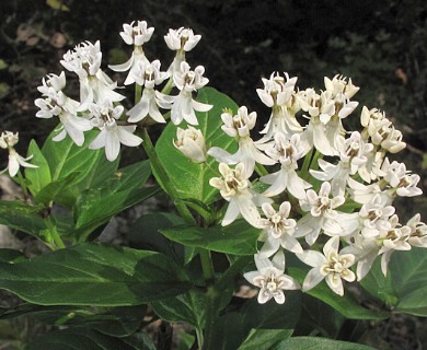 Asclepias texana