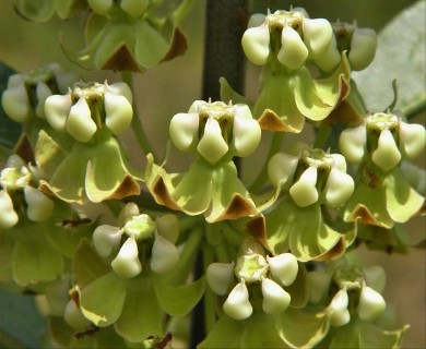 Asclepias tomentosa