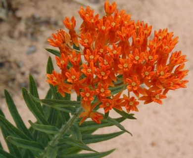 Asclepias tuberosa