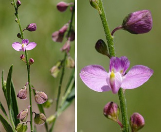 Asemeia grandiflora