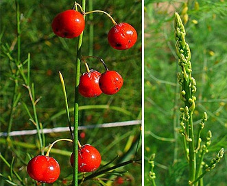 Asparagus officinalis