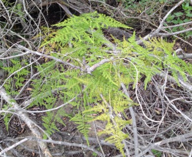 Asparagus setaceus