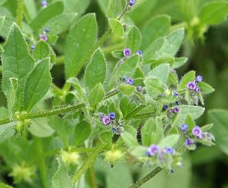 Asperugo procumbens