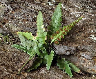 Asplenium pinnatifidum