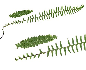 Asplenium platyneuron