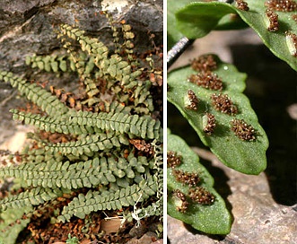 Asplenium resiliens