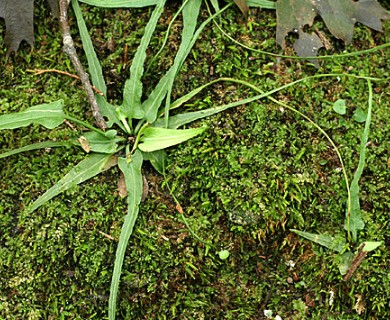 Asplenium rhizophyllum