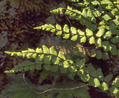 Asplenium trichomanes