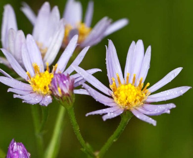 Aster tataricus